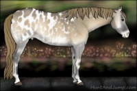 Horse Color:Smoky Grullo Onyx Appaloosa 