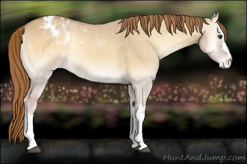 Horse Color:Red Dun Onyx Appaloosa 