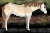 Horse Color:Red Dun Onyx Appaloosa 