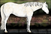 Horse Color:Palomino Roan Pearl Onyx Appaloosa 