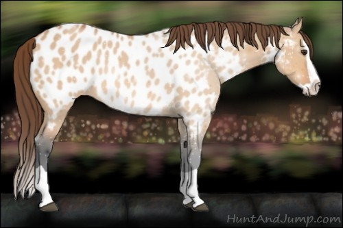 Horse Color:Bay Dun Splash Near Leopard 