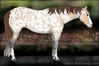 Horse Color:Bay Dun Splash Appaloosa 