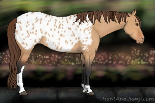 Horse Color:Bay Dun Tobiano Appaloosa 