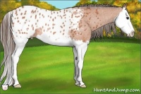 Horse Color:Bay Splash Appaloosa Rabicano