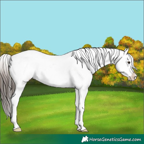 Horse Color:Liver Chestnut Near Fewspot 