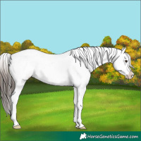 Horse Color:Liver Chestnut Near Fewspot 