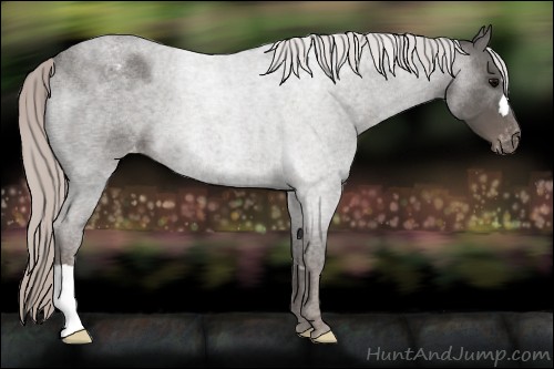 Horse Color:Silver Blue Roan Appaloosa 