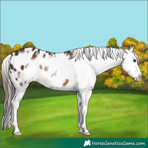 Horse Color:Liver Chestnut Frame Appaloosa 