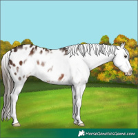 Horse Color:Liver Chestnut Frame Appaloosa 
