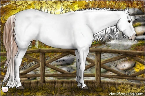 Horse Color:Red Dun Splash Appaloosa 