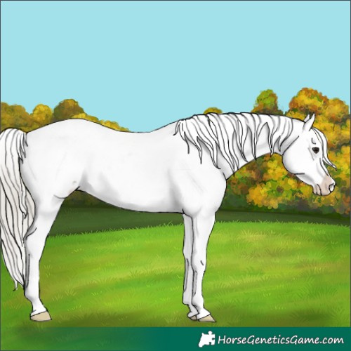 Horse Color:Silver Buckskin Appaloosa 