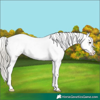 Horse Color:Silver Buckskin Appaloosa 