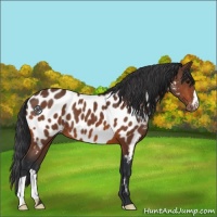 Horse Color:Bay Appaloosa 