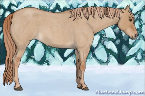 Horse Color:Red Dun Roan 