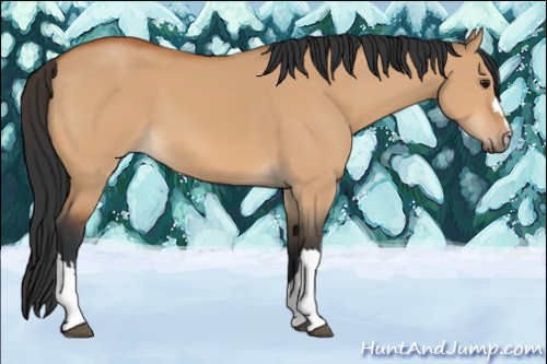 Horse Color:Bay Dun 