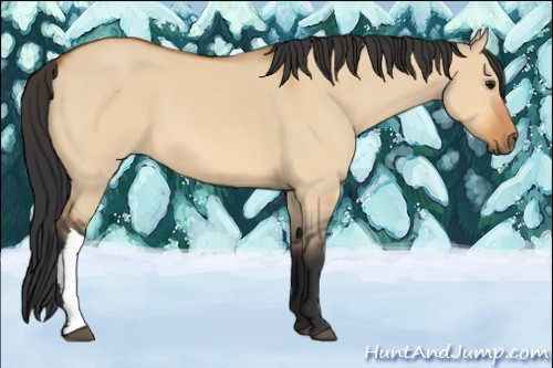 Horse Color:Bay Dun