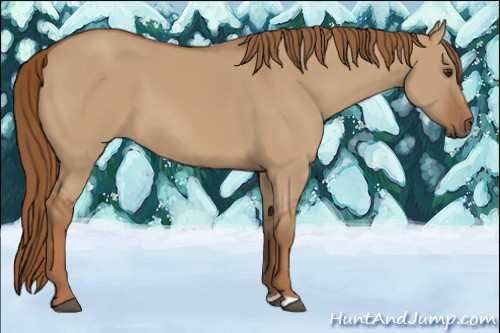 Horse Color:Red Dun 