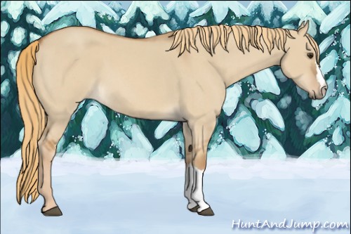 Horse Color:Red Dun Roan 