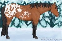 Horse Color:Bay Near Leopard 