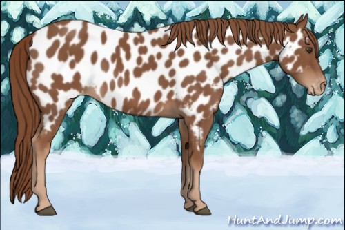Horse Color:Chestnut Near Leopard 