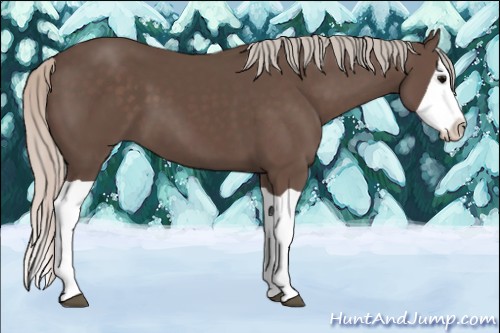 Horse Color:Silver Black Splash