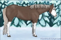 Horse Color:Silver Black Splash 