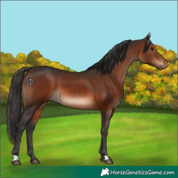 Horse Color:Brown 