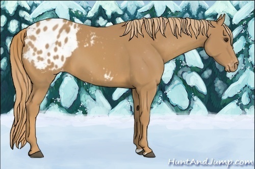 Horse Color:Chestnut Blanket 