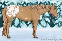 Horse Color:Chestnut Blanket 