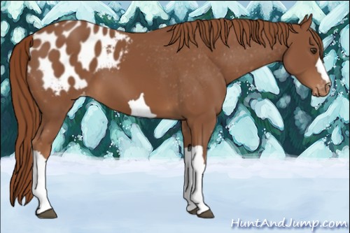 Horse Color:Chestnut Appaloosa
