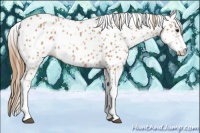 Horse Color:Chestnut Leopard 