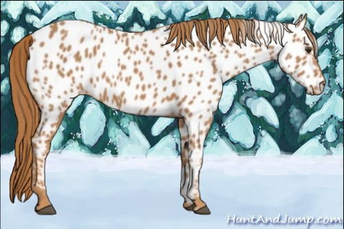Horse Color:Chestnut Near Leopard 