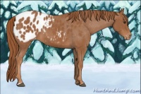 Horse Color:Chestnut Blanket 