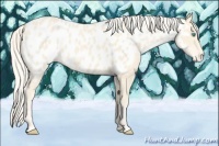Horse Color:Cremello Appaloosa 