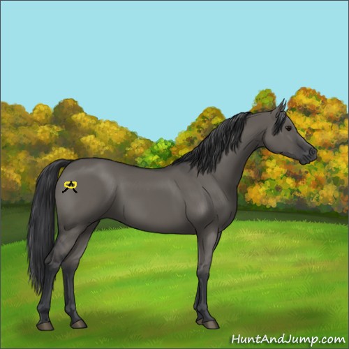 Horse Color:Grullo