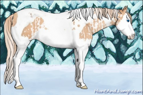 Horse Color:Chestnut Splash Tobiano  and Gold Champagne Splash Tobiano 