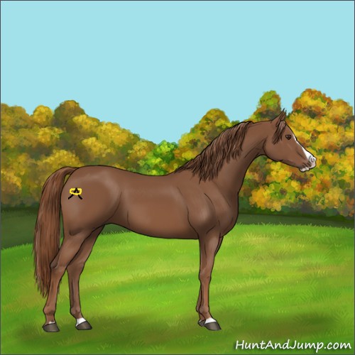 Horse Color:Chestnut Splash 