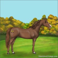 Horse Color:Chestnut Splash 