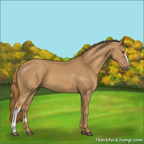 Horse Color:Chestnut 