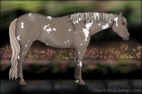 Horse Color:White Spotted Silver Grullo 