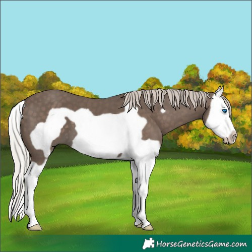Horse Color:Silver Black Splash Frame 