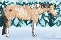 Horse Color:Bay Splash Tobiano  and Amber Champagne Splash Tobiano 