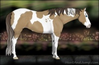 Horse Color:Classic Cream Champagne Splash Tobiano 