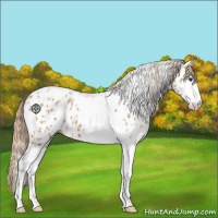 Horse Color:Chestnut Splash Tobiano  and Chestnut Splash Tobiano Appaloosa 
