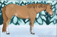 Horse Color:Chestnut Tobiano 
