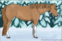 Horse Color:Chestnut Tobiano