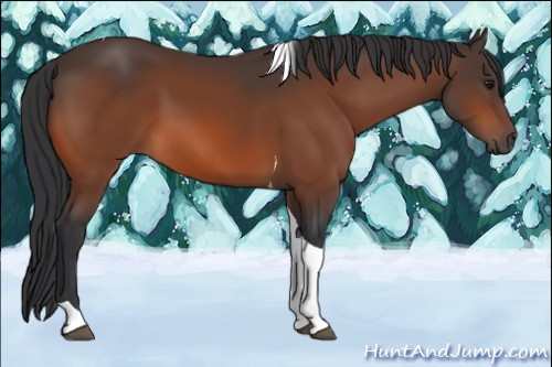 Horse Color:Bay Tobiano 