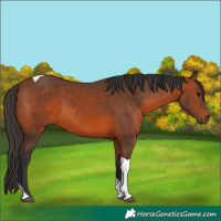 Horse Color:Bay Tobiano