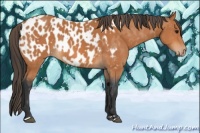 Horse Color:Bay and Bay Appaloosa