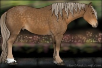 Horse Color:Chocolate Palomino 